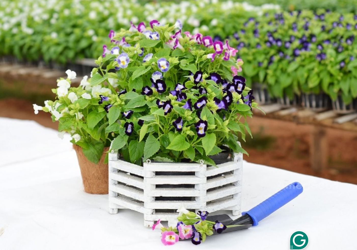 C&aacute;ch chăm s&oacute;c c&acirc;y Hoa Tố Li&ecirc;n